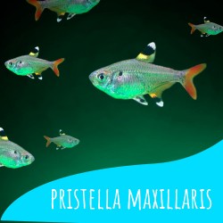 Oferta 10 Pristella Maxillaris