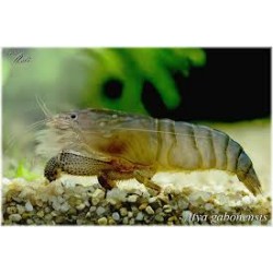 Gamba filtradora Atya...