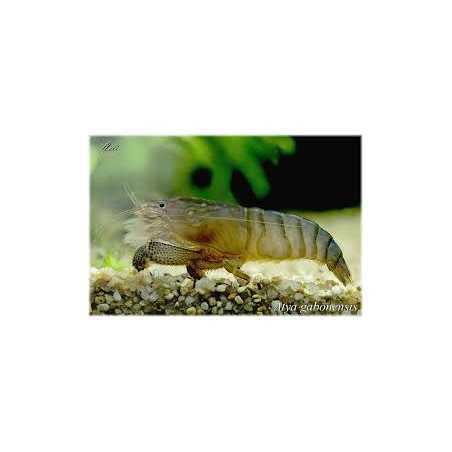 Gamba filtradora Atya gabonensis