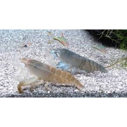 Gamba filtradora Atya gabonensis