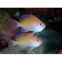 Pseudanthias hypselosoma