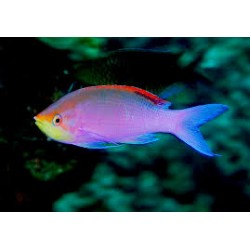 Pseudanthias Tuka
