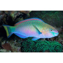 Scarus Quoyi Pez loro...