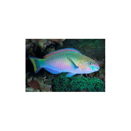 Scarus Quoyi Pez loro (12-14cm)