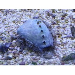 Haliotis Asinina abalone