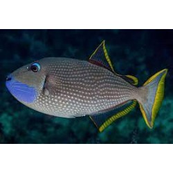 Xanthichthys Auromarginatus...