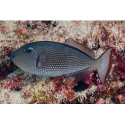 xanthichthys auromarginatus...