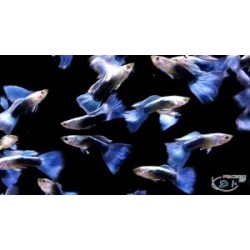 Guppy macho azul Metalico Neon