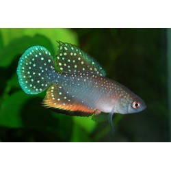 cynolebias nigripinnis...