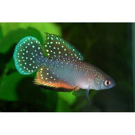 cynolebias nigripinnis killi perla pareja