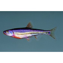 Notropis chrosomus