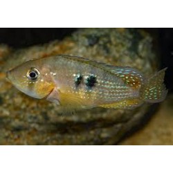 Gymnogeophagus rhabdotus