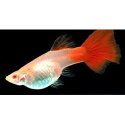 Guppy hembra albino full...