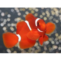 Premnas Biaculeatus Cautividad