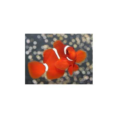 Premnas Biaculeatus Cautividad