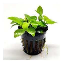 Anubia Nana Amarillo Heard