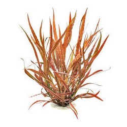 cryptocoryne spiralis red...