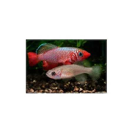 killi Nothobranchius Cardinalis pareja