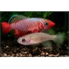 killi Nothobranchius Cardinalis pareja