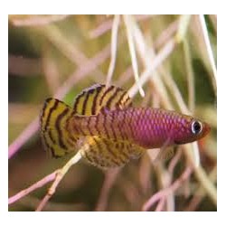 Nothobranchius korthausae...