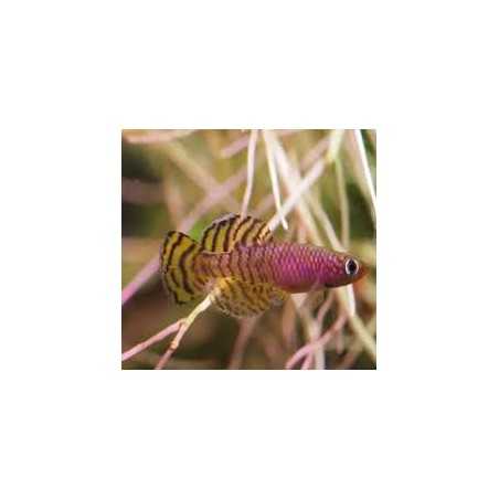 Nothobranchius korthausae  Pareja