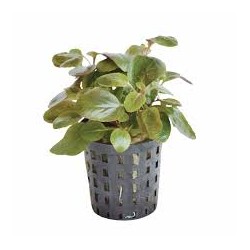 Lobelia cardinalis mini