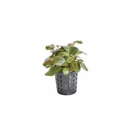 Lobelia cardinalis mini