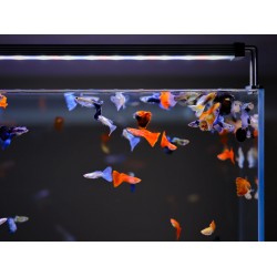 Pantalla Twinstar Light II 120A