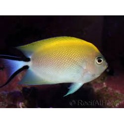 genicanthus melanospilos