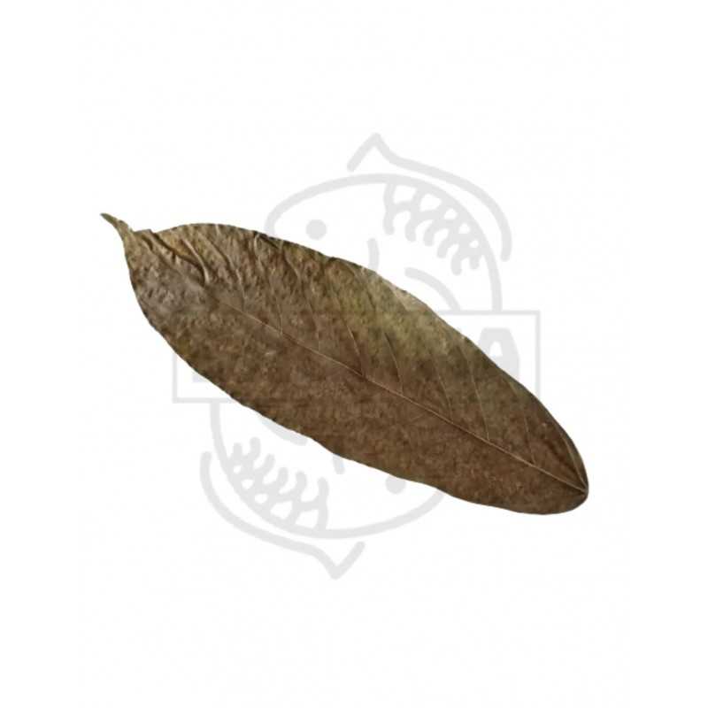 Hoja cacao Sakana pack 5