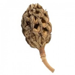 Vaina de Magnolio – 1 unidad