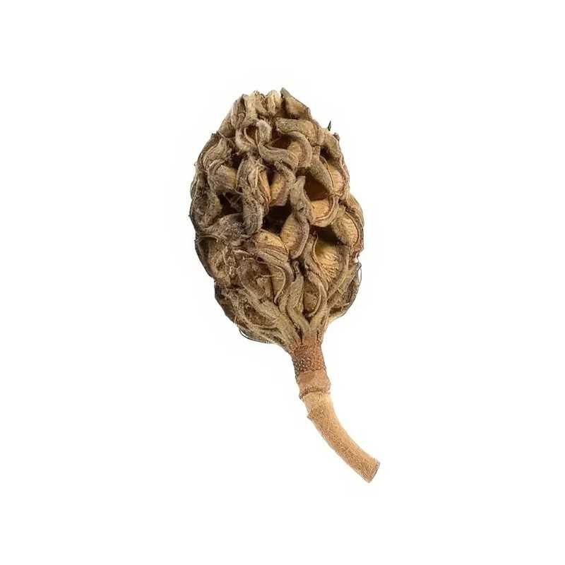 Vaina de Magnolio – 1 unidad