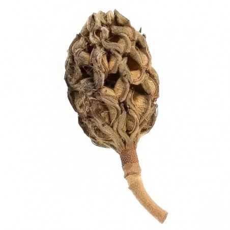 Vaina de Magnolio – 1 unidad