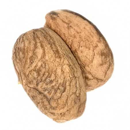 Nuez del Orinoco 2und