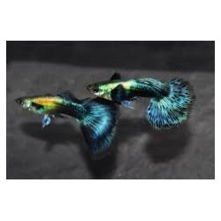 Guppy macho Dumdo azul