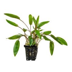 cryptocoryne moehlmannii