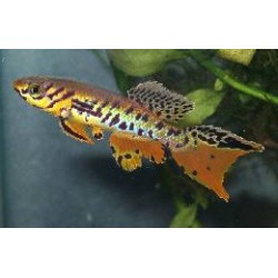 fundulopanchax fallax