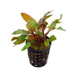 Cryptocoryne rubella