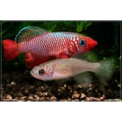 killi Nothobranchius...