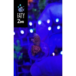 Acropora Milliepora Puntas...