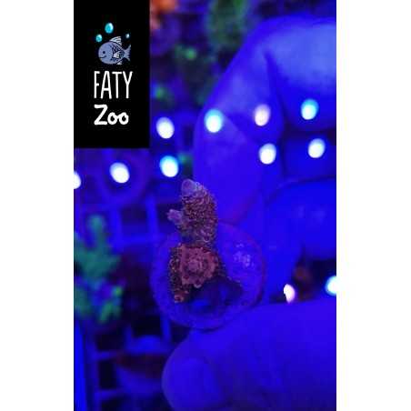 Acropora Milliepora Puntas moradas