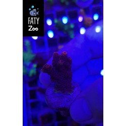 Acropora Milliepora Roja