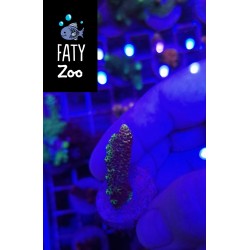 Acropora Milliepora Multicolor