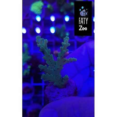 Acropora echinata