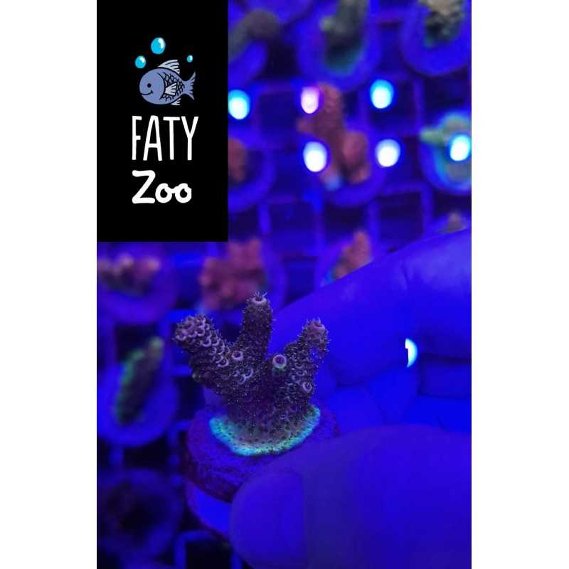 Acropora sp multicolor