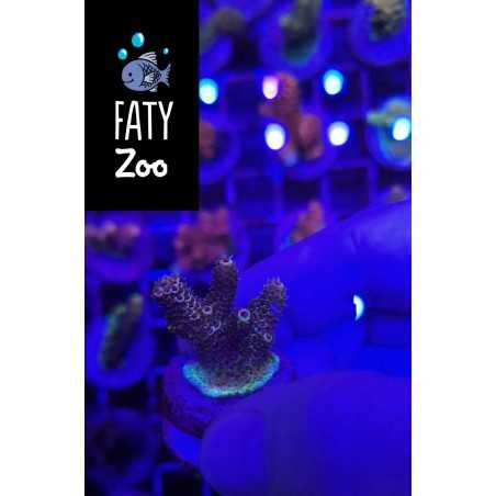 Acropora sp multicolor