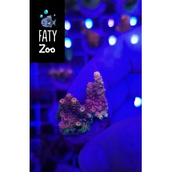 Acropora Milliepora rosa...