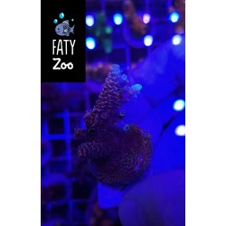 Acropora milliepora rosa...