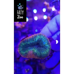 Lobophyllia