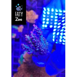 Acropora Shortcake